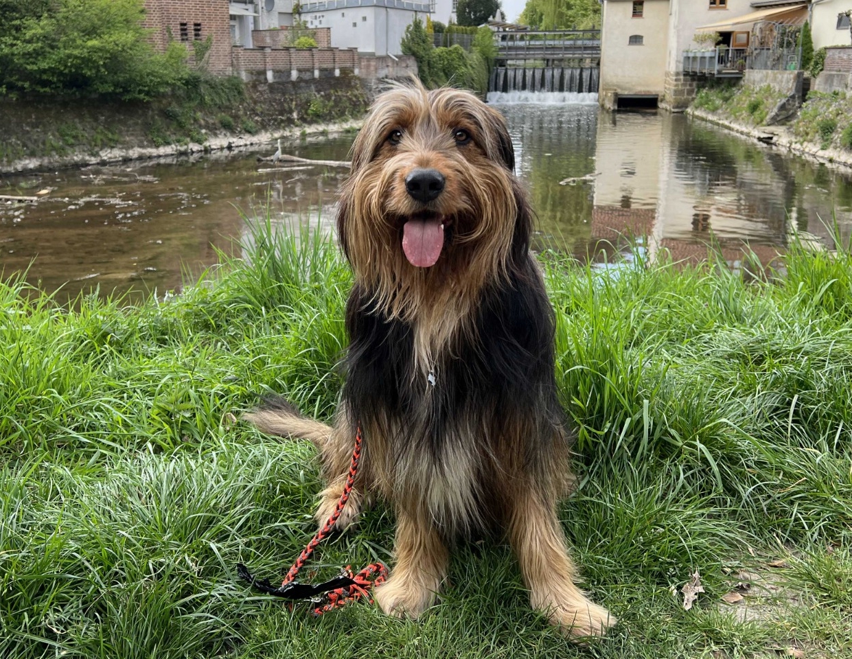 Wäller von der Straubenhalde